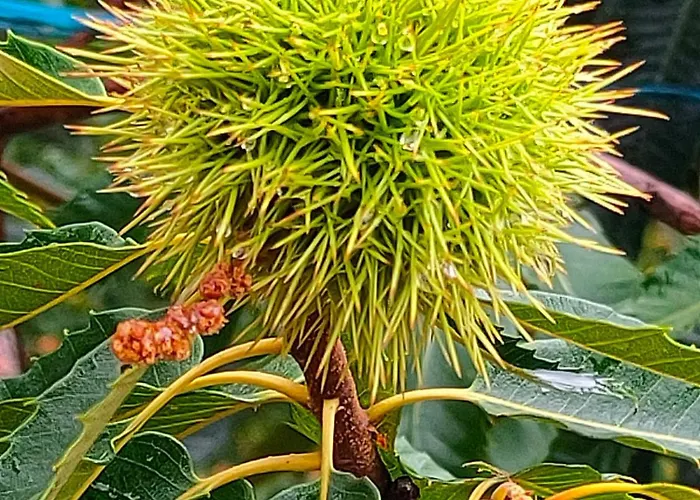 Apartmán Acogedor Valle Del Jerte